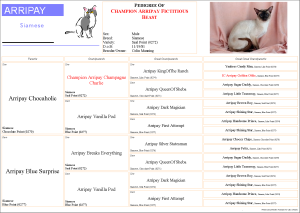 4 Generation Boxed Pedigree with Photo and Logo (Unbordered)