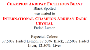Color Prediction within Mating Certificate for Black x Faded Liver Spotted Dalmatian