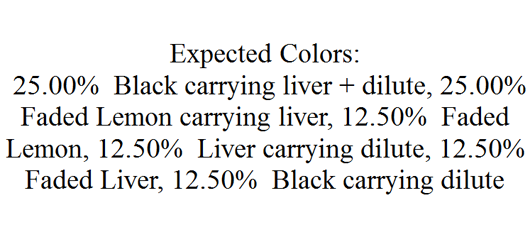 Color Prediction Including Carried Colors within Mating Certificate for Black x Faded Liver Spotted Dalmatian